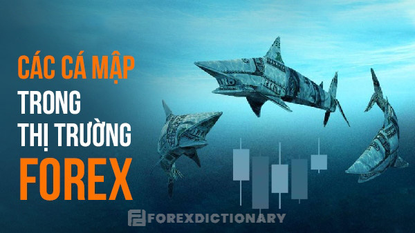 Những nhóm cá mập hiện có ở trong thị trường giao dịch Forex